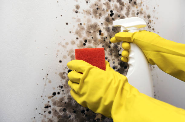 Best Post-Flood Mold Remediation in USA